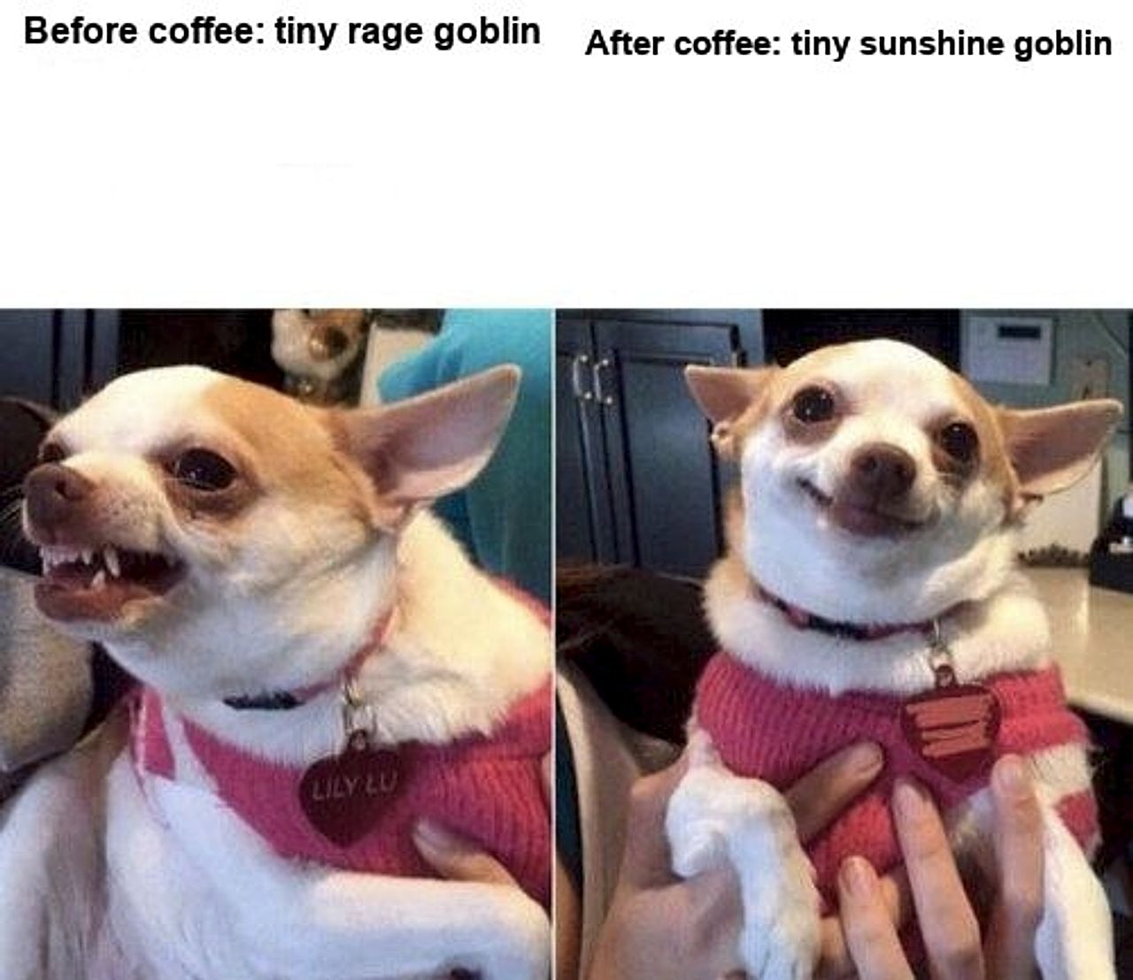 angry chihuahua happy chihuahua seeded example