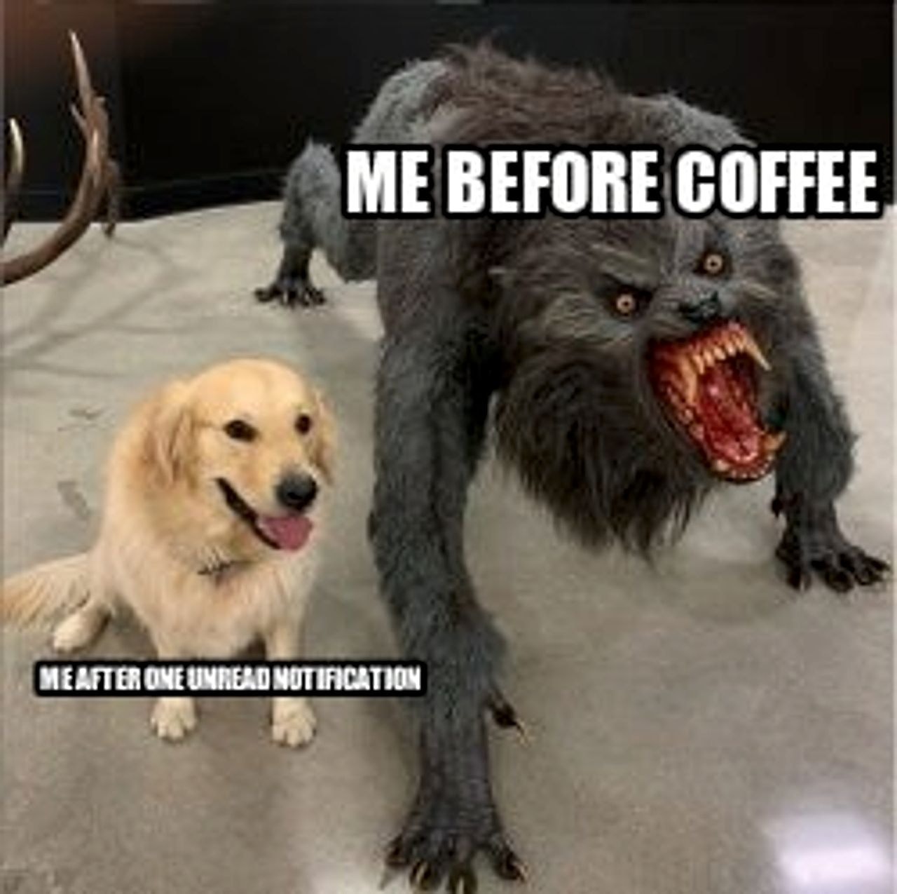 dog vs werewolf seeded example