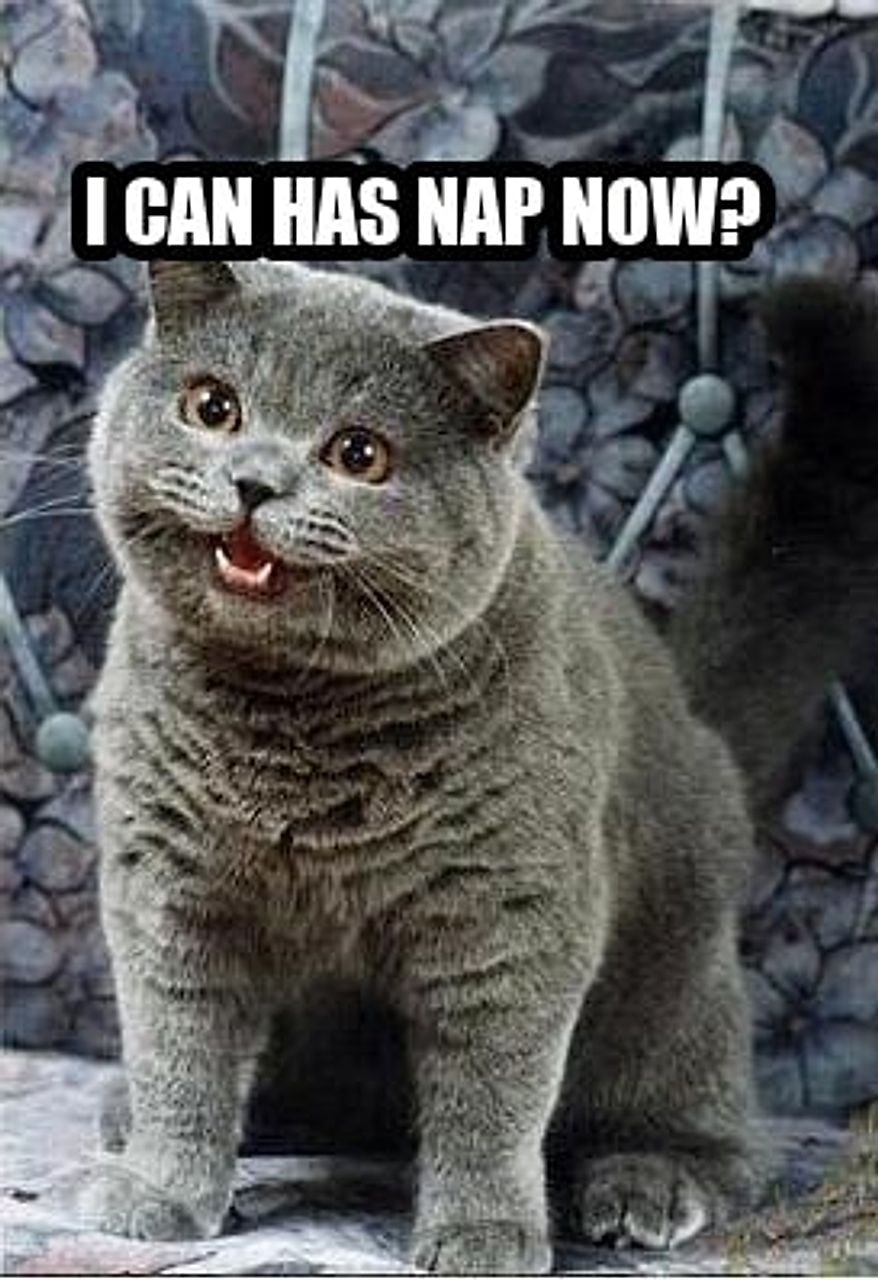 I can has cheezburger cat seeded example