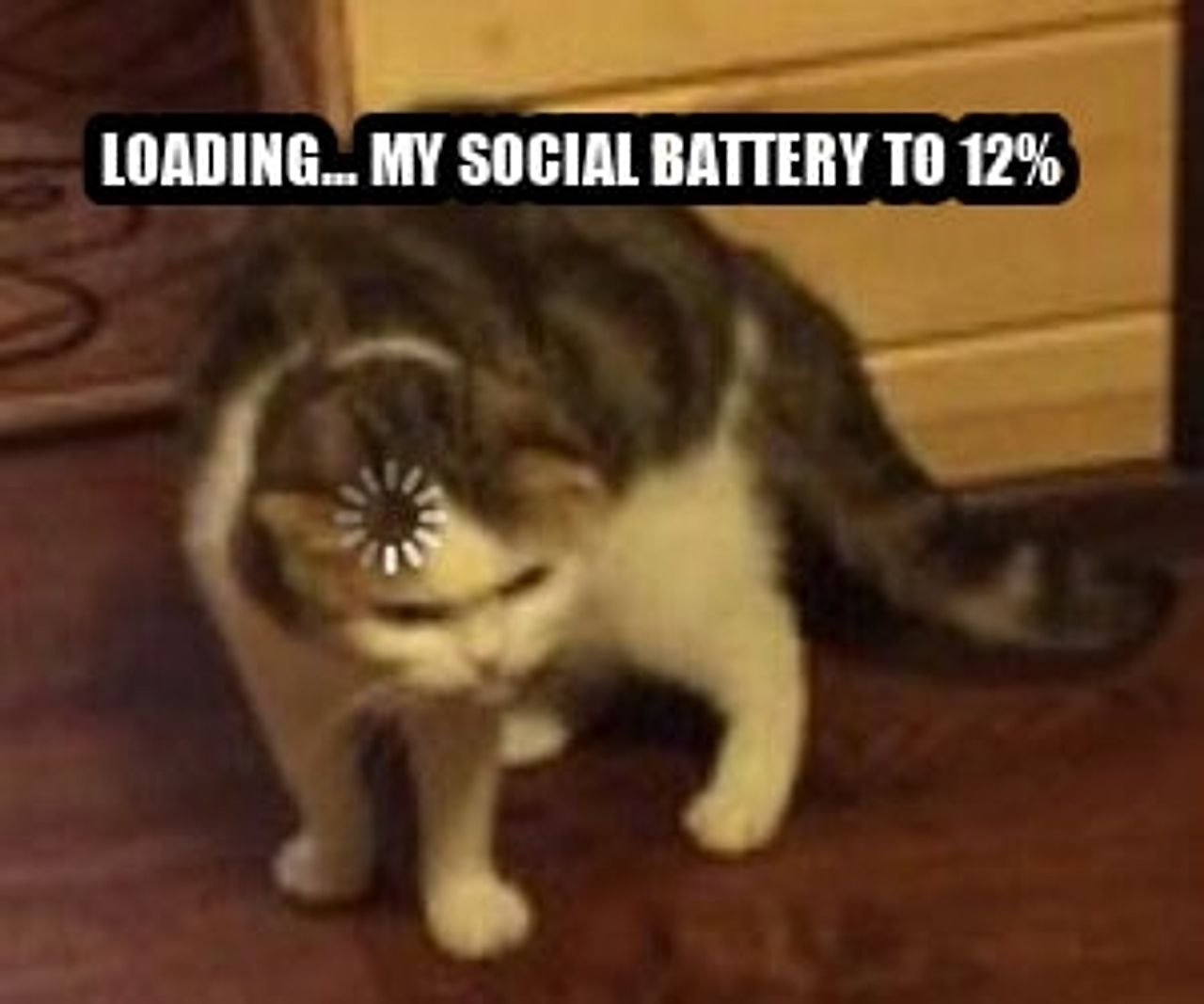 Loading cat seeded example