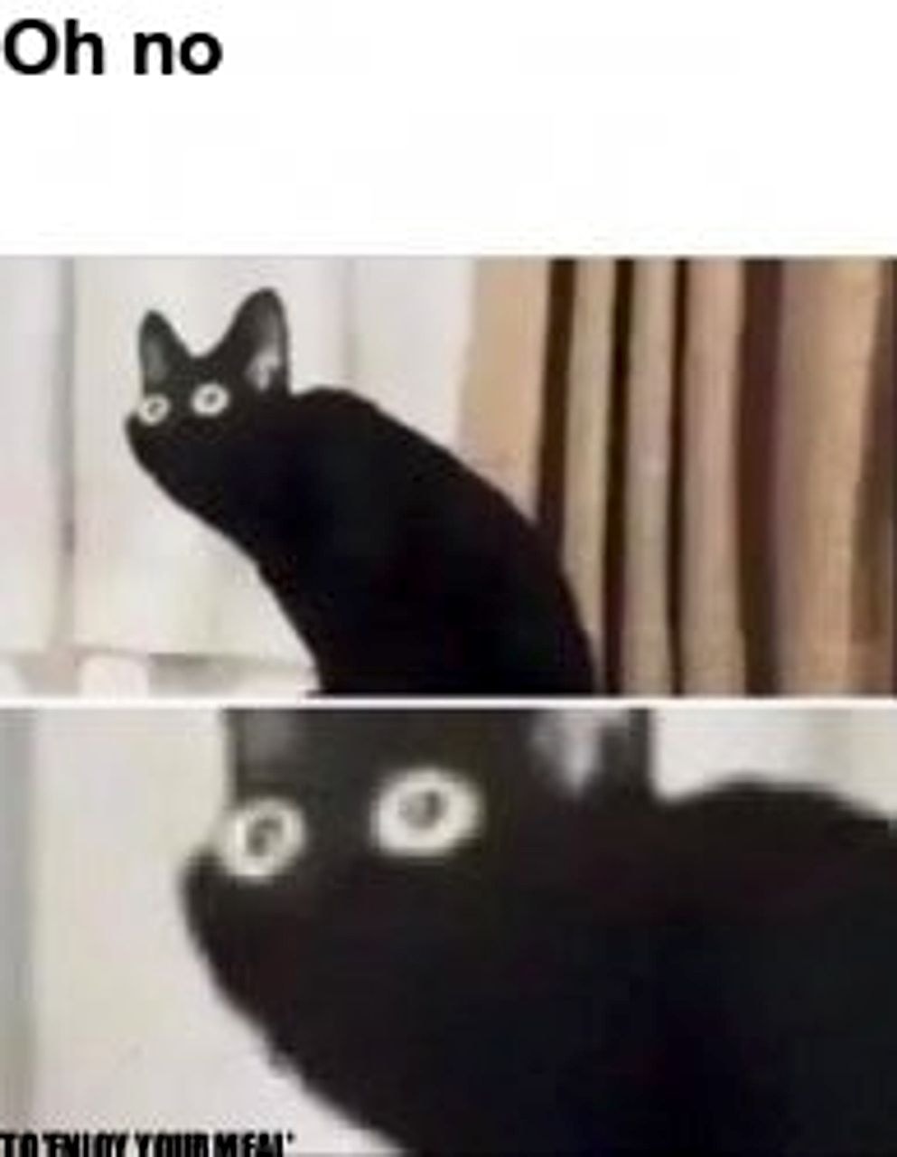 Oh No Black Cat seeded example