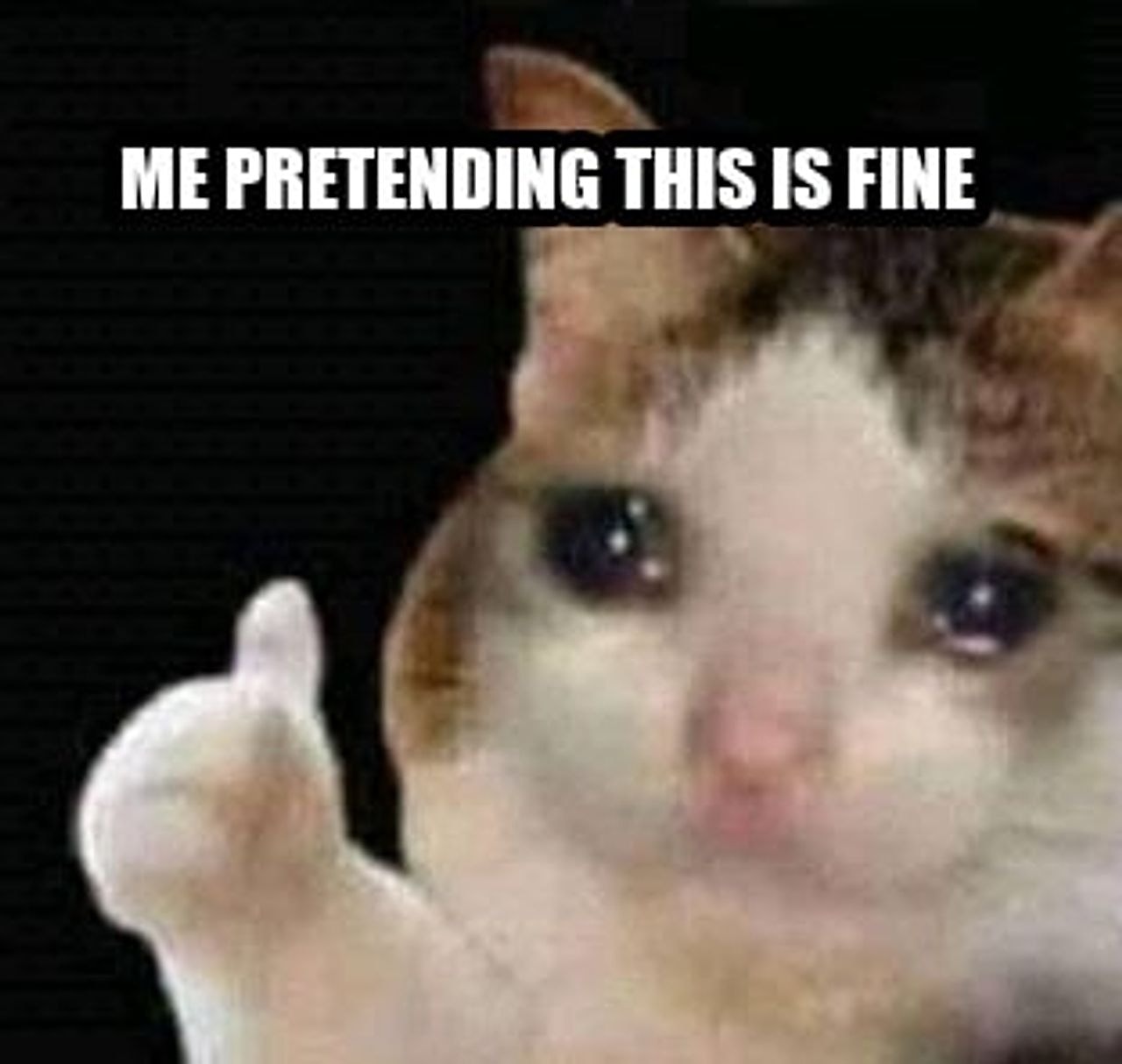 sad thumbs up cat seeded example