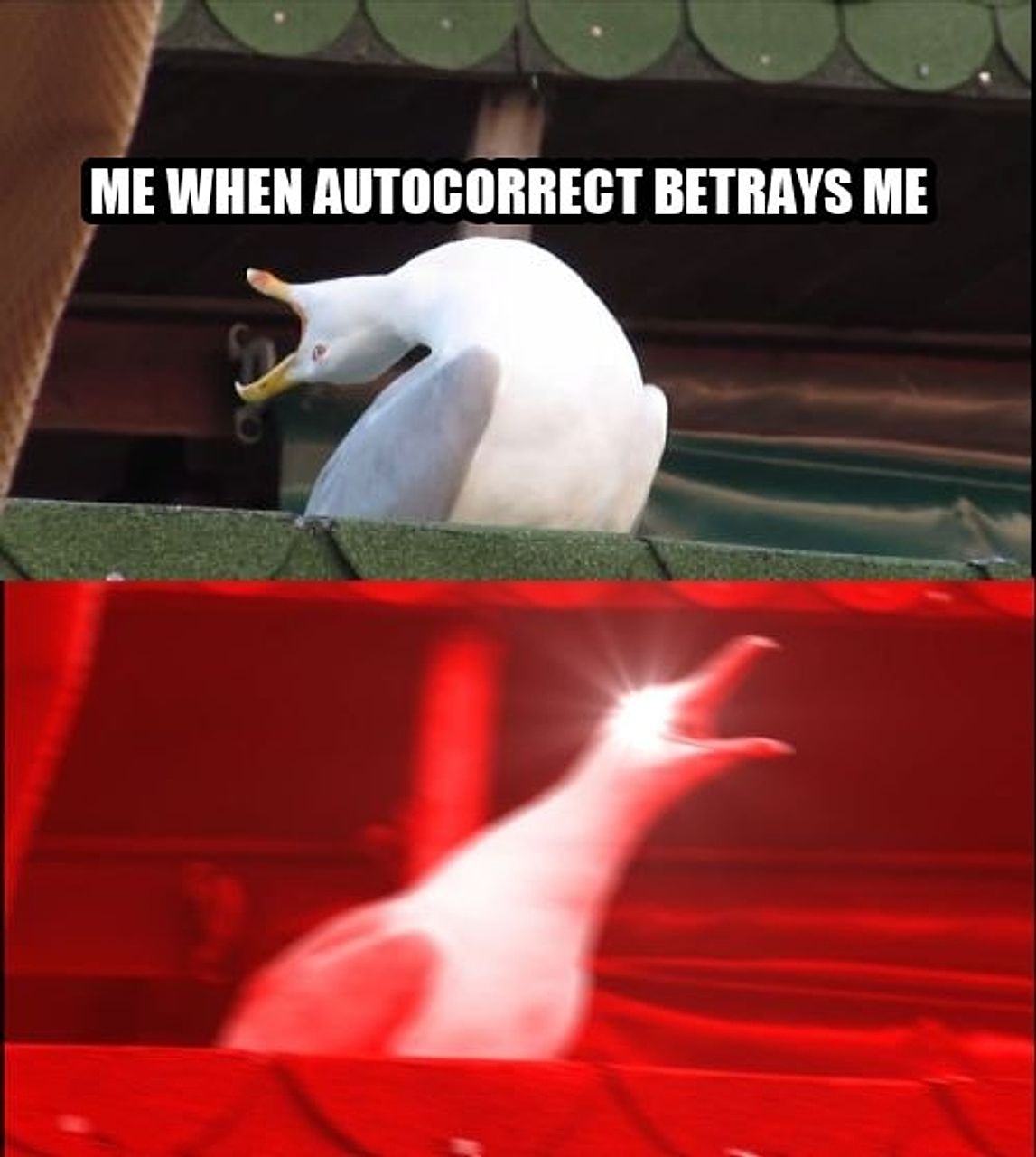 screaming seagull seeded example