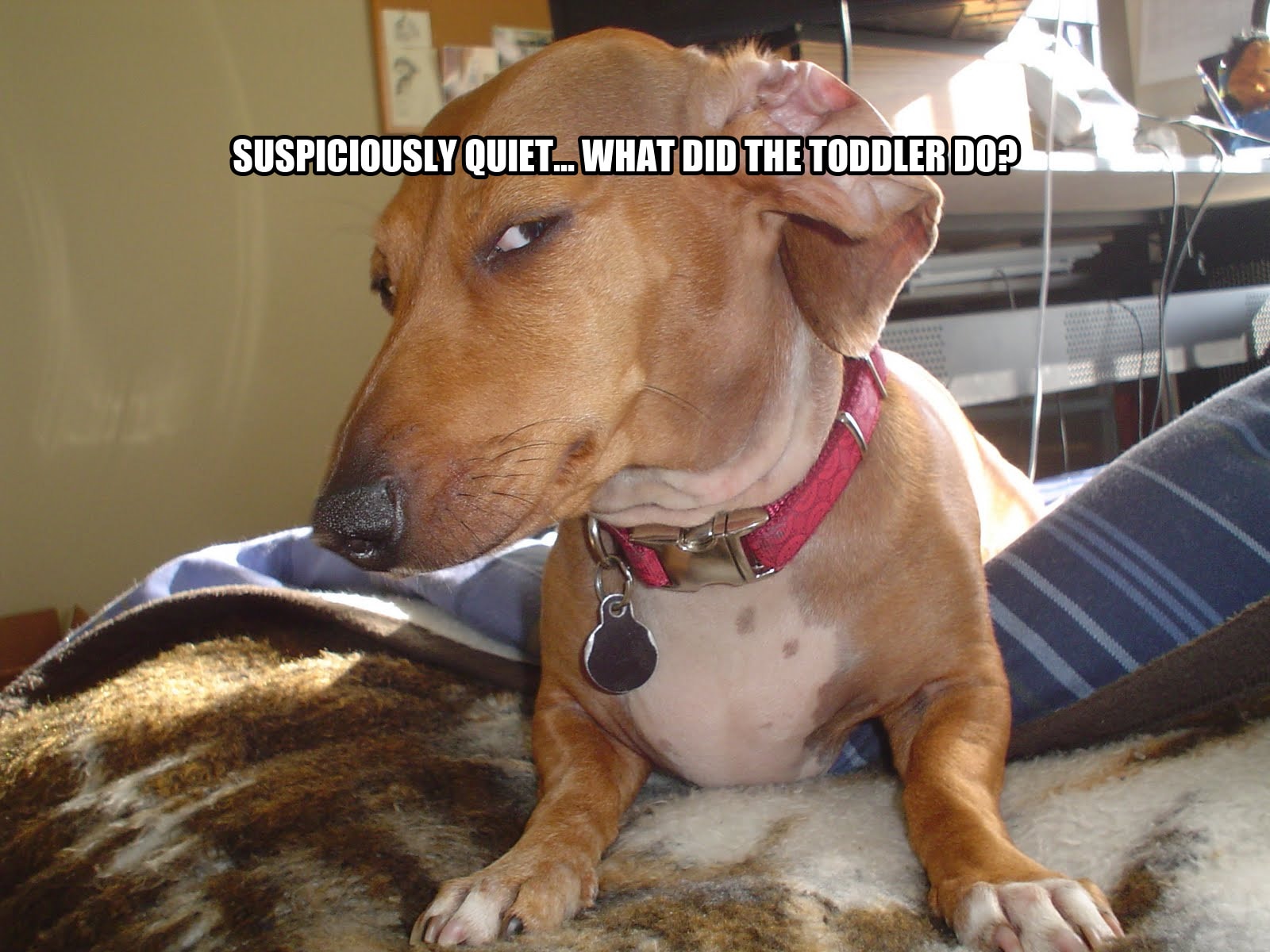 Suspicious Dog seeded example