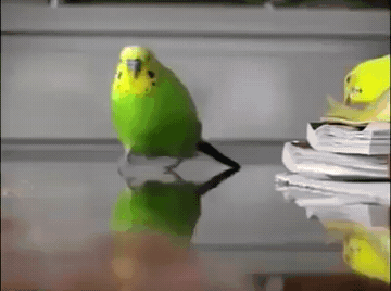Add text to the Bird Running from Explosion reaction GIF template in Memesio. Set width, trim the 2.5 second clip, and make a share-ready GIF meme.