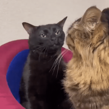 Add text to the Black Cat Zoning Out reaction GIF template in Memesio. Set width, trim the 5.0 second clip, and make a share-ready GIF meme.