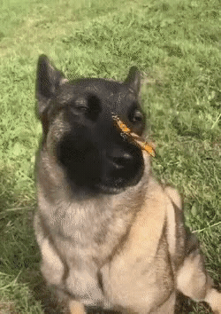Add text to the Butterfly Dog reaction GIF template in Memesio. Set width, trim the clip, and make a share-ready GIF meme.