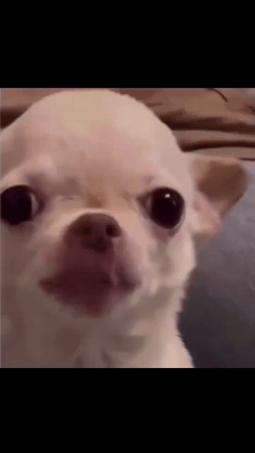 Add text to the Evil Dog reaction GIF template in Memesio. Set width, trim the clip, and make a share-ready GIF meme.
