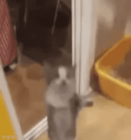 Add text to the Jumping Kitten reaction GIF template in Memesio. Set width, trim the clip, and make a share-ready GIF meme.