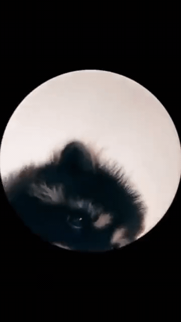 Add text to the Pedro Raccoon reaction GIF template in Memesio. Set width, trim the 3.6 second clip, and make a share-ready GIF meme.