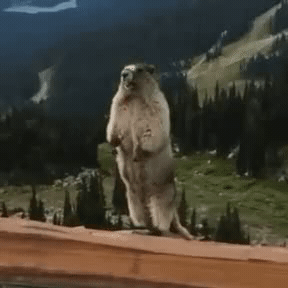Add text to the Screaming Gopher reaction GIF template in Memesio. Set width, trim the 2.5 second clip, and make a share-ready GIF meme.