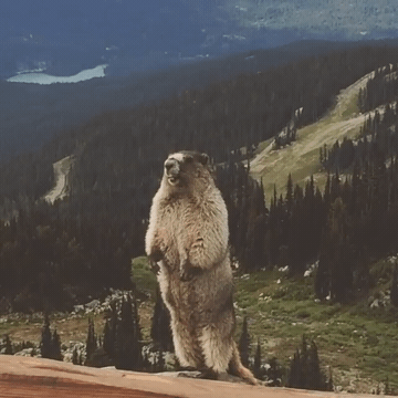 Add text to the Screaming Marmot reaction GIF template in Memesio. Set width, trim the 4.7 second clip, and make a share-ready GIF meme.