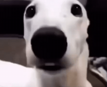 Add text to the Shivering Dog reaction GIF template in Memesio. Set width, trim the clip, and make a share-ready GIF meme.