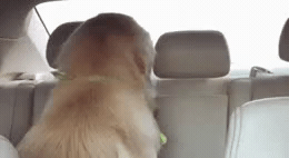 Add text to the Smiling Evil Dog reaction GIF template in Memesio. Set width, trim the clip, and make a share-ready GIF meme.