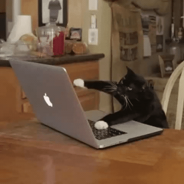 Add text to the Typing Kitty reaction GIF template in Memesio. Set width, trim the 1.0 second clip, and make a share-ready GIF meme.