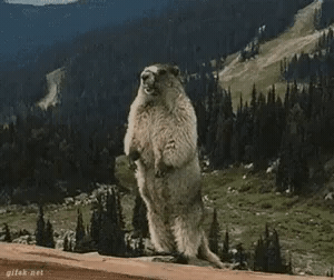 Add text to the Yelling Beaver reaction GIF template in Memesio. Set width, trim the 2.1 second clip, and make a share-ready GIF meme.