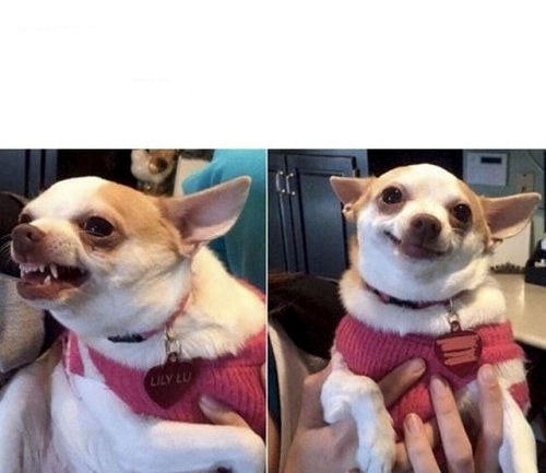 Meme template angry chihuahua happy chihuahua