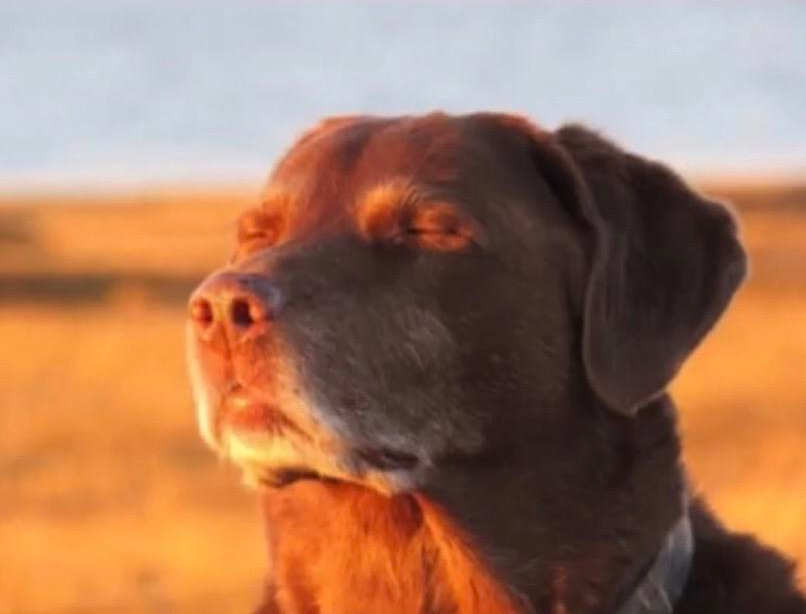 Dog accepting fate, dog closing eyes at the sunset