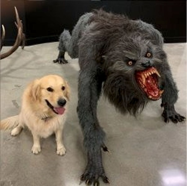 Meme template dog vs werewolf