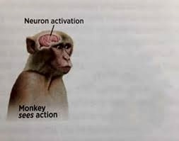 Monkey sees action