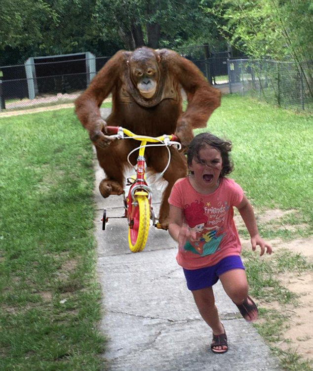 Meme template Orangutan chasing girl on a tricycle