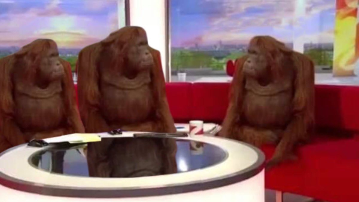 Meme template orangutan interview