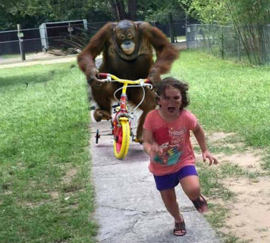 Girl runs away, gorilla chases girl, gorilla on bike