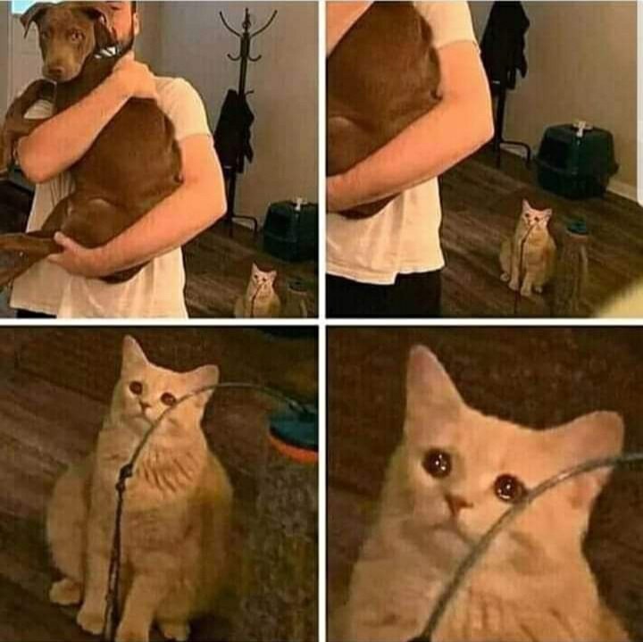 Meme template Sad Cat Holding Dog