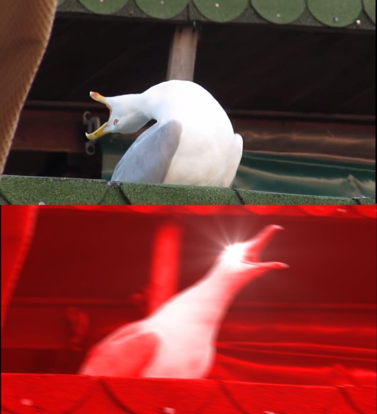 Meme template Screaming bird