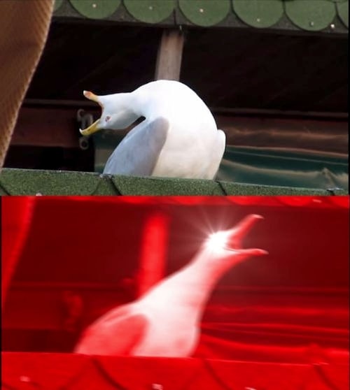 Meme template screaming seagull