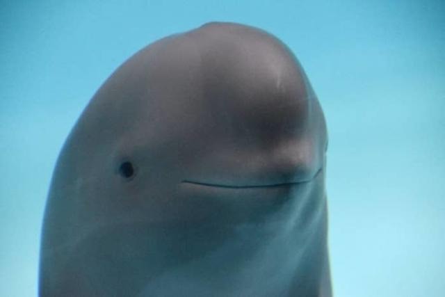 cheeky dolphin, dolphin