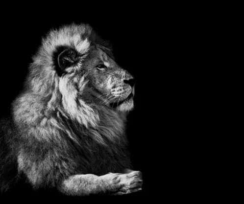 Meme template the lion..